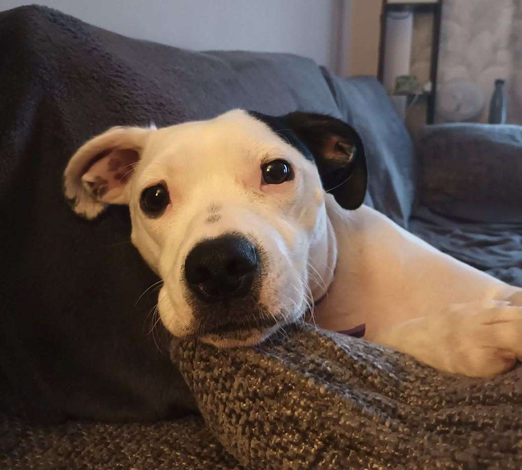 Milo loves a snooze on the sofa after a day of playing