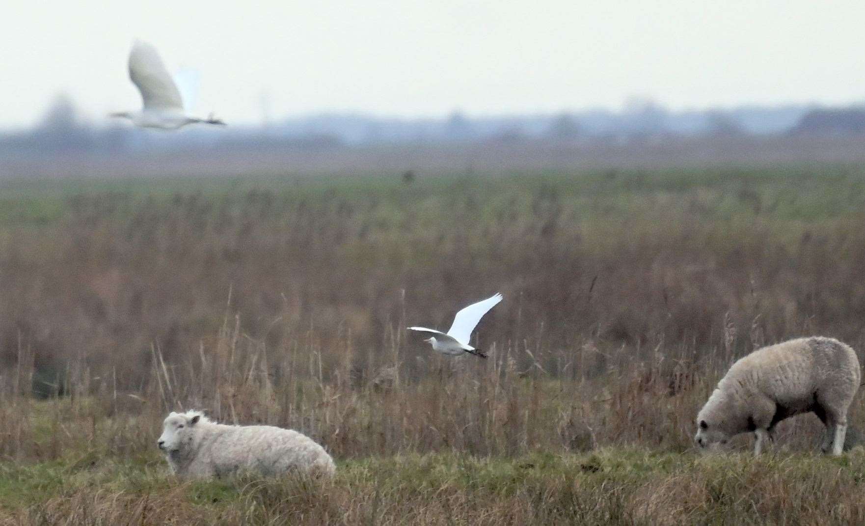 Cattle Egret at Welney Wetland Centre