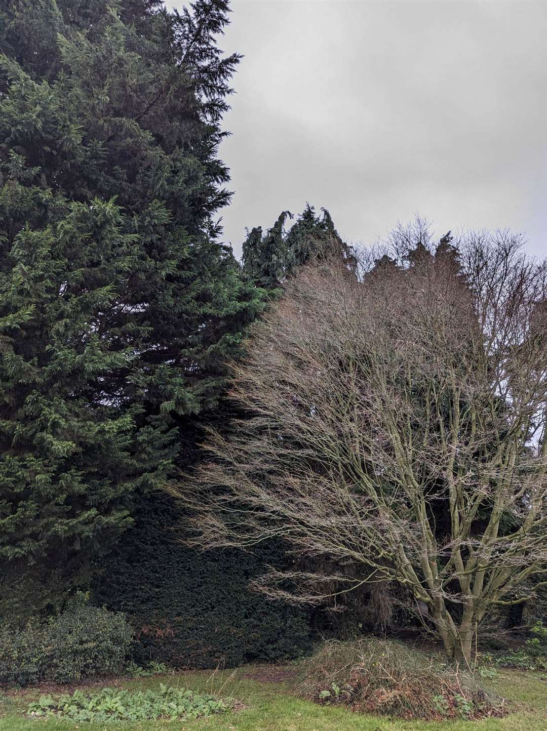 Tree surgeon Seth Masters scaled up the 60ft tree in high winds to rescue Princess.