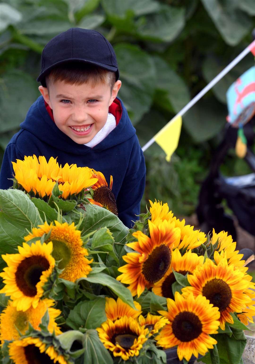 Harry choosing which sunflower he would like to take home.