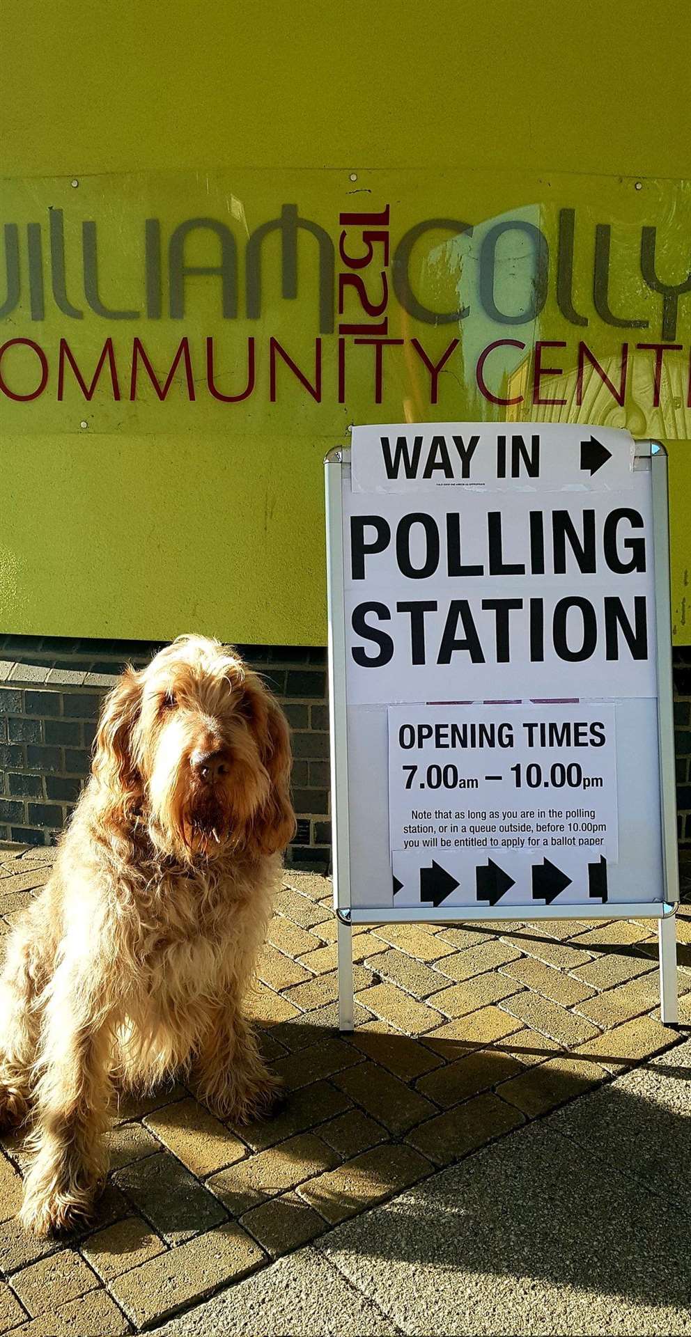 Twelve-year-old Spinone Italiano Hugo visited a polling station in Girton, Cambridgeshire (Andrew Smith/PA)