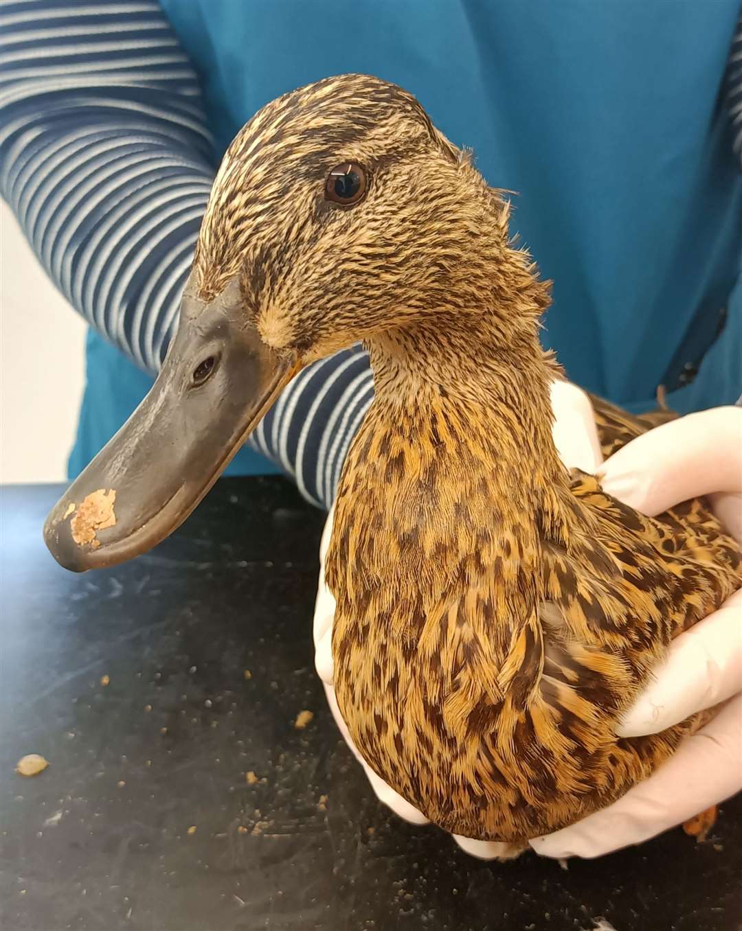 The female mallard duck was treated at Nene Veterinary Group in March