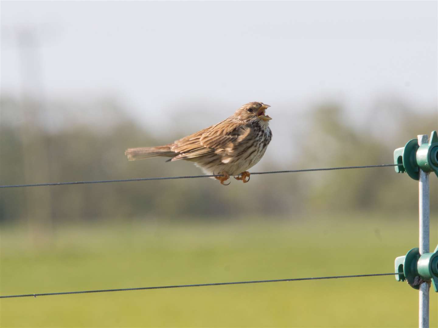 Corn bunting's enjoy life on our farmland. Photo: Bob Ellis. (33933519)