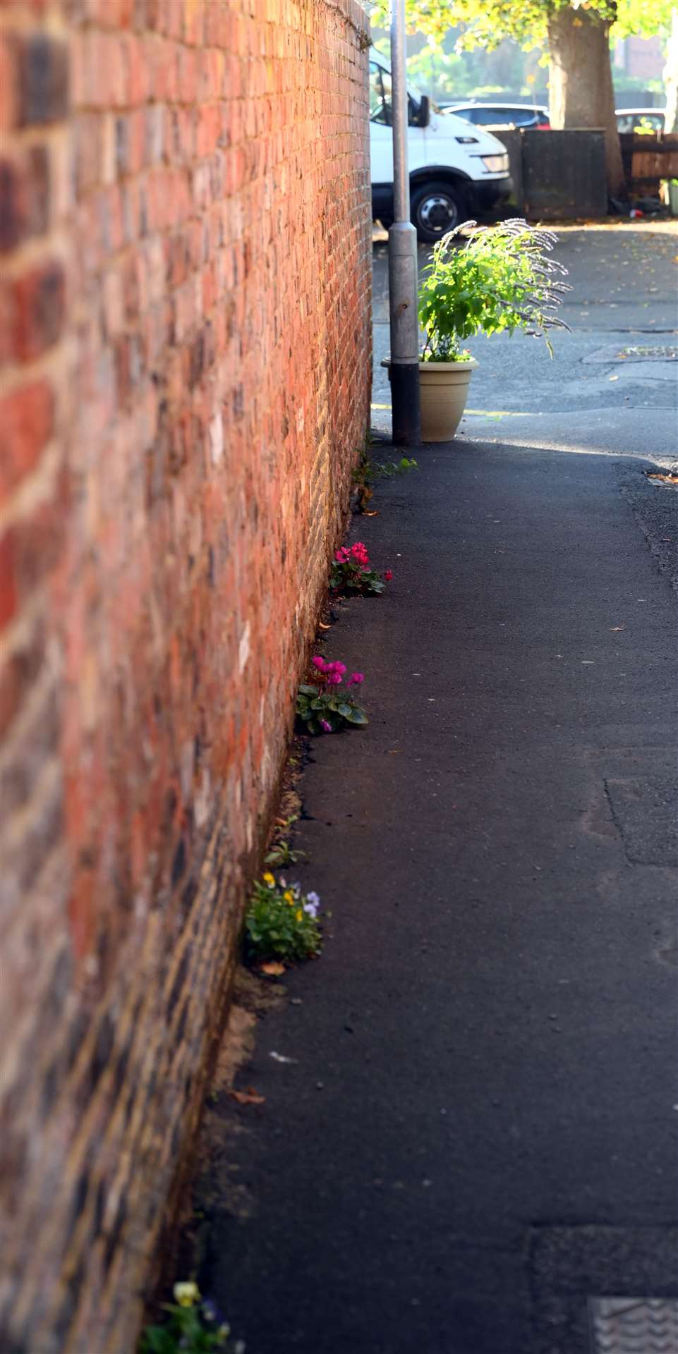 Flowers at Ghost Passage in Wisbech. (59147123)