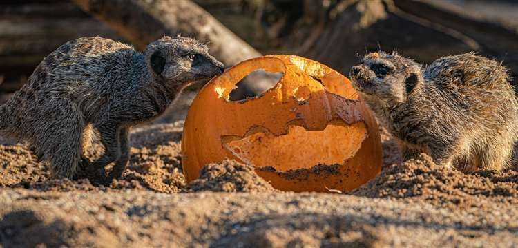 A meerkat explores a pumpkin in the enclosure at Wild Place, Bristol (Ben Birchall/PA) (61607413)