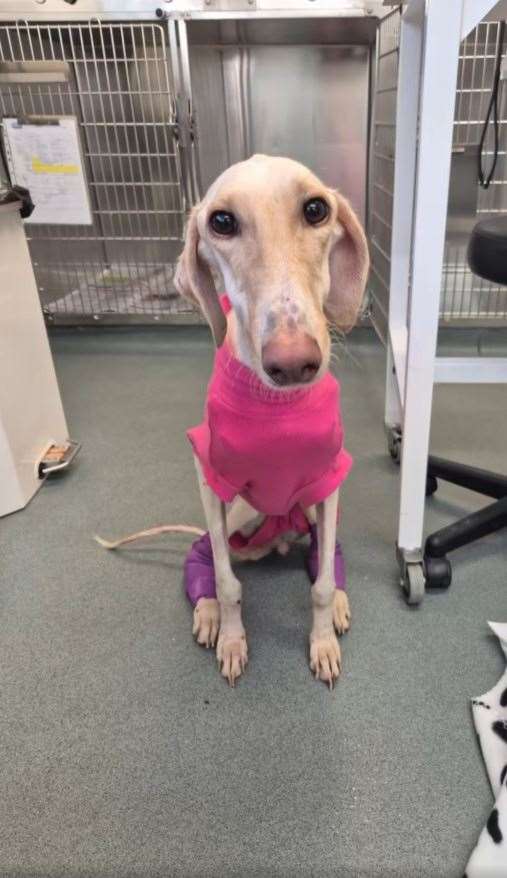 Peanut is now ready to find her forever home after being nursed back to health. Picture: RSPCA
