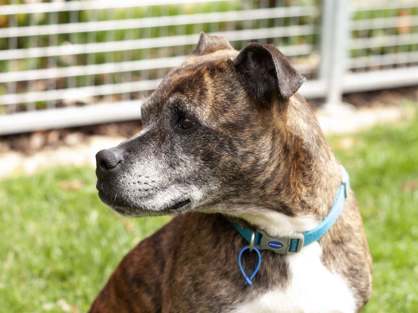 The RSPCA West Norfolk Branch has launched an ambitious fundraising campaign to raise £38,000 to fund a new animal ambulance which will be used to help the rescue animals in their care. (59401465)