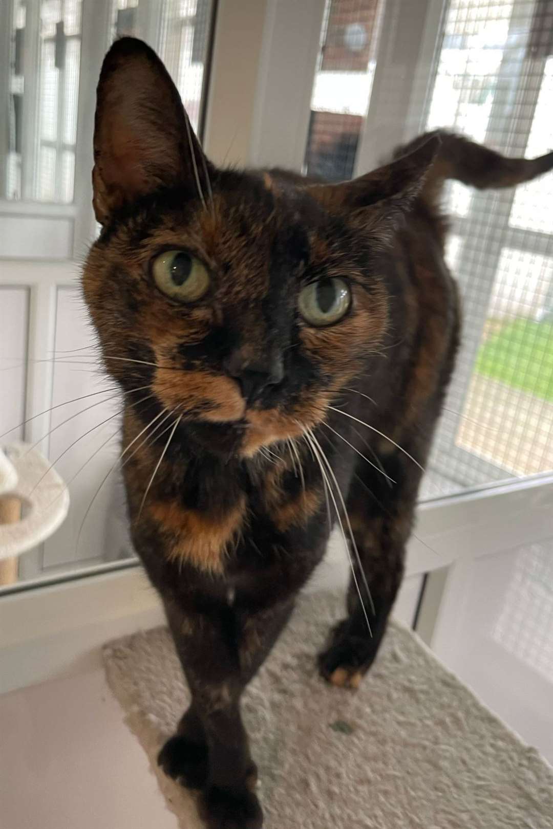 Gabriella is a 16-year-old cat