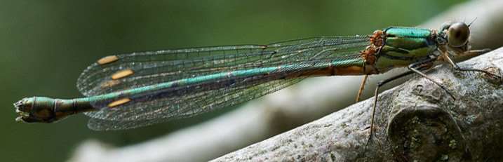 Willow emerald damselfly has been spotted at Welney Wetlands Centre