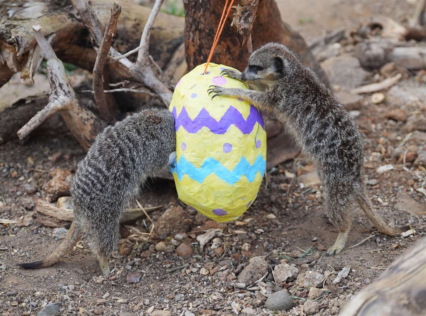 Meerkats delved into and filled with a handful of their favourite treat of mealworms (Yui Mok/PA)
