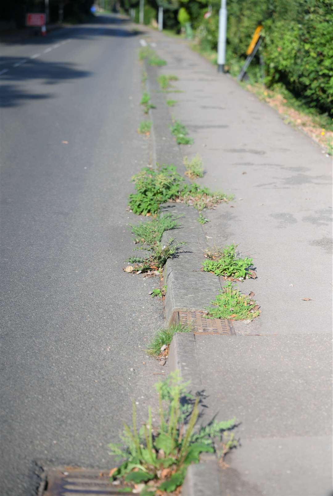 Barton Road is covered in weeds.