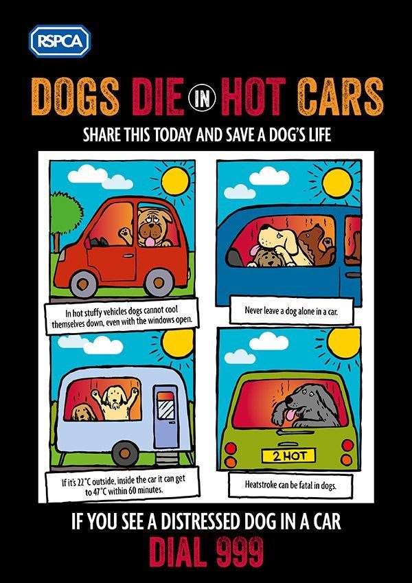 Dogs die in hot cars (14217403)