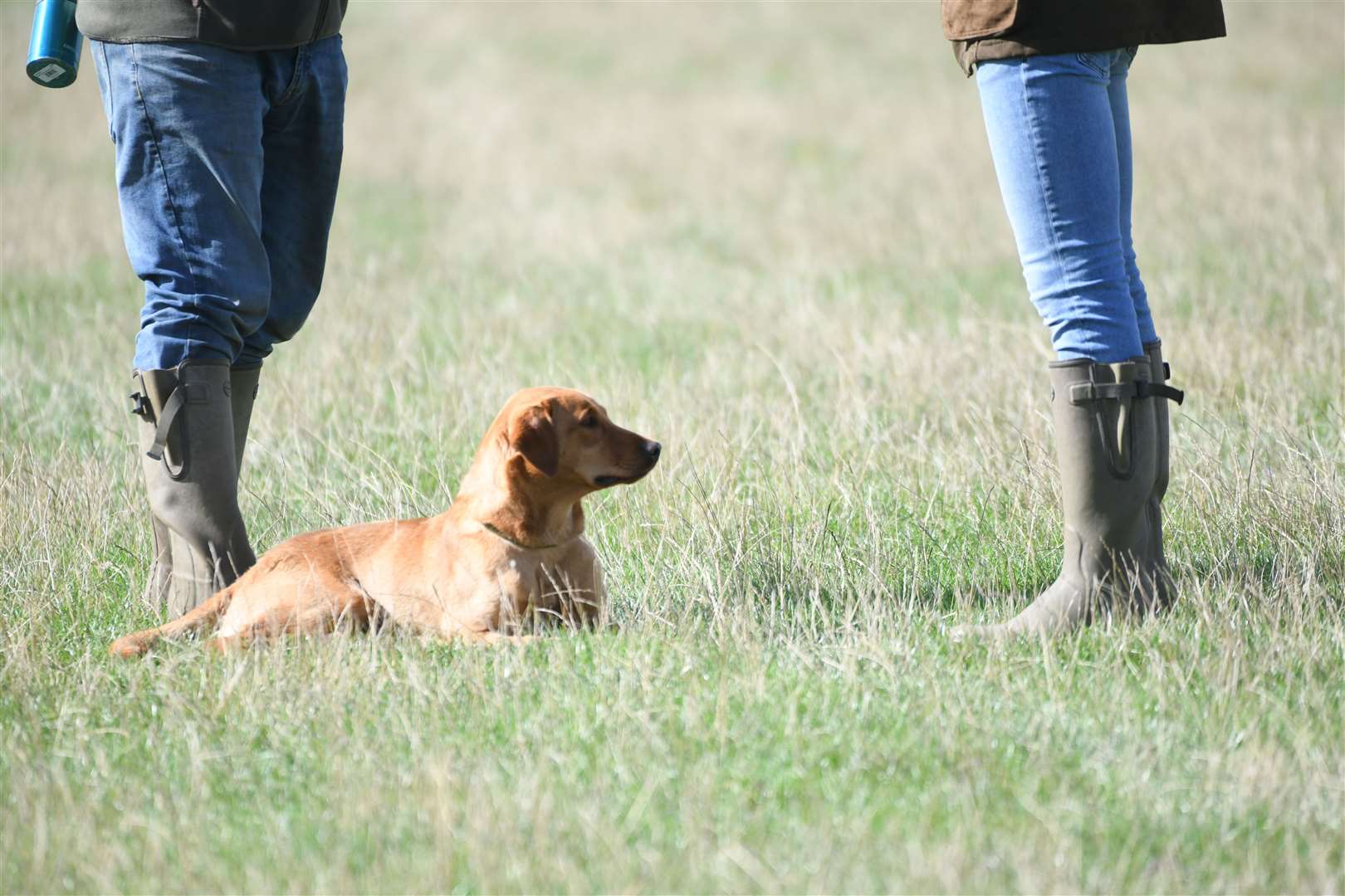 Gundog Scurry Event. (41597363)