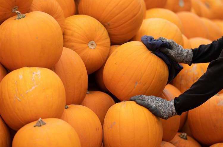 Rainy summer helped pumpkins grow larger says Fenland grower. Photo: Joe Giddens/PA Wire.