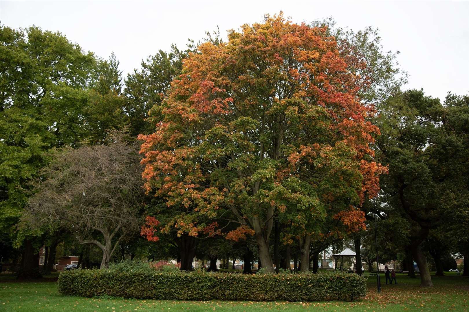 Kim Taylor took this picture in Wisbech Park, back in October.