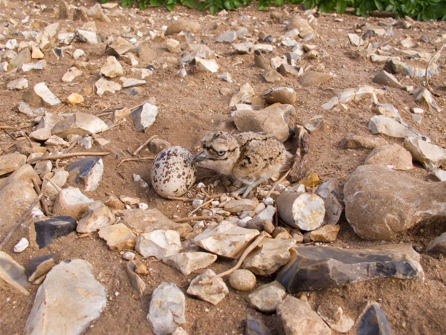 Stone curlew Burhinus oedicnemus, nest site with chick and egg, Breckland, Norfolk, June. Photo: Chris Knight.