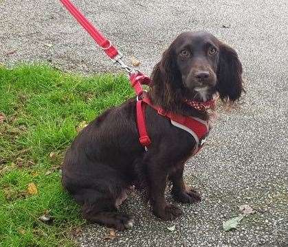 Bamboo is now called Rosie and has been adopted by Patricia Varrall from Bedfordshire who is helping her to overcome her anxieties. (53887275)