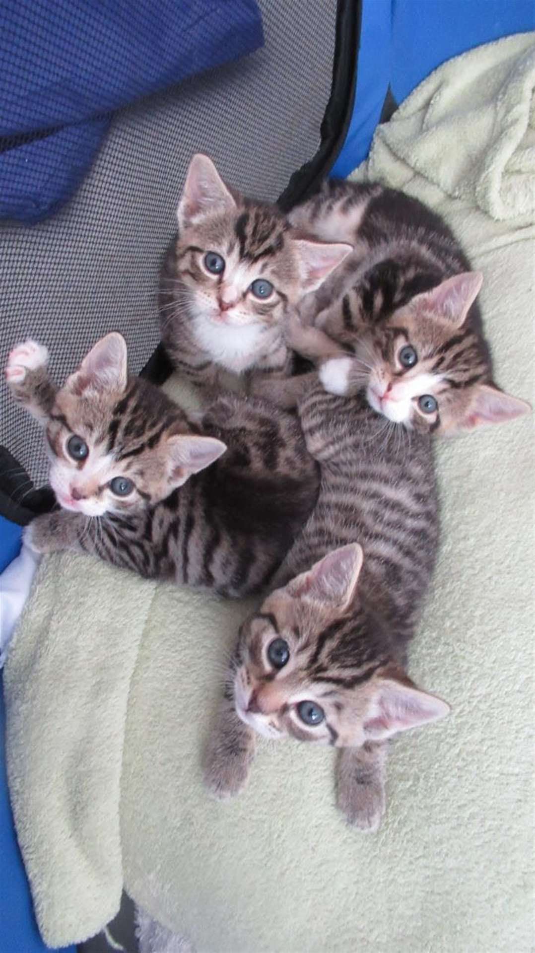Pickle and his sibling have been cared for round the clock by Lynzi Sizeland from the Cats Protection. (36044436)