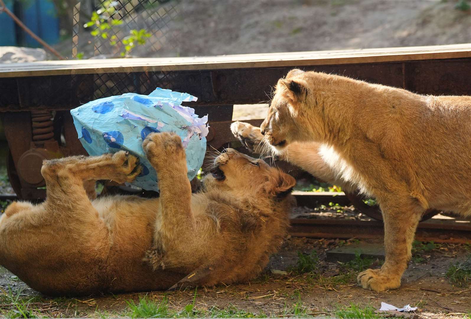 Asiatic lions play with a papier-mache Easter egg (Yui Mok/PA)