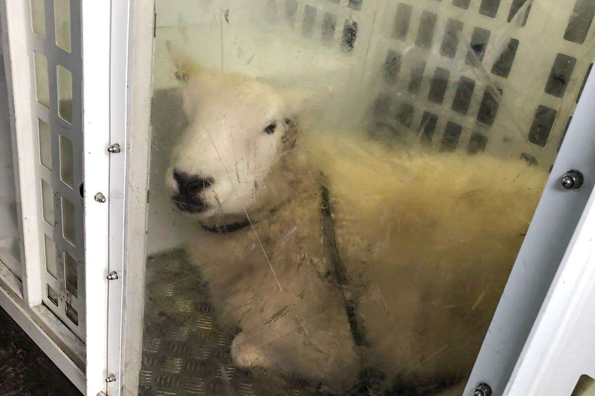 Officers captured this loose sheep in Tydd Gote (26955585)