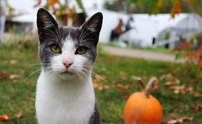 Make sure you cat's microchip is up to date. Picture: Canva