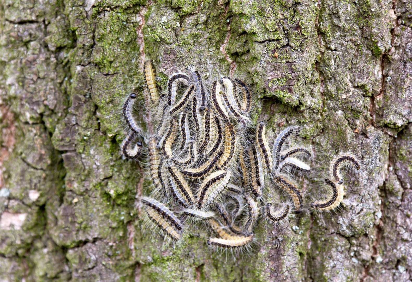 The Forestry Commission says people should not touch the hairy caterpillar