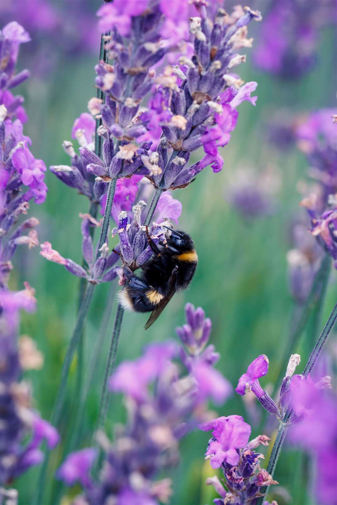 Bumbe bee in a field (48217890)
