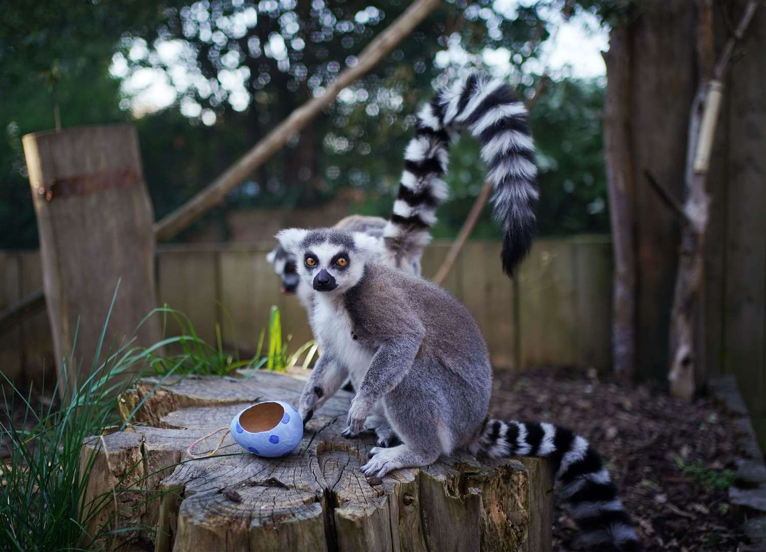 An endangered ring-tailed lemur inspects an Easter treat (Yui Mok/PA)