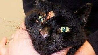 Cats are the most abused pets in UK says RSPCA.