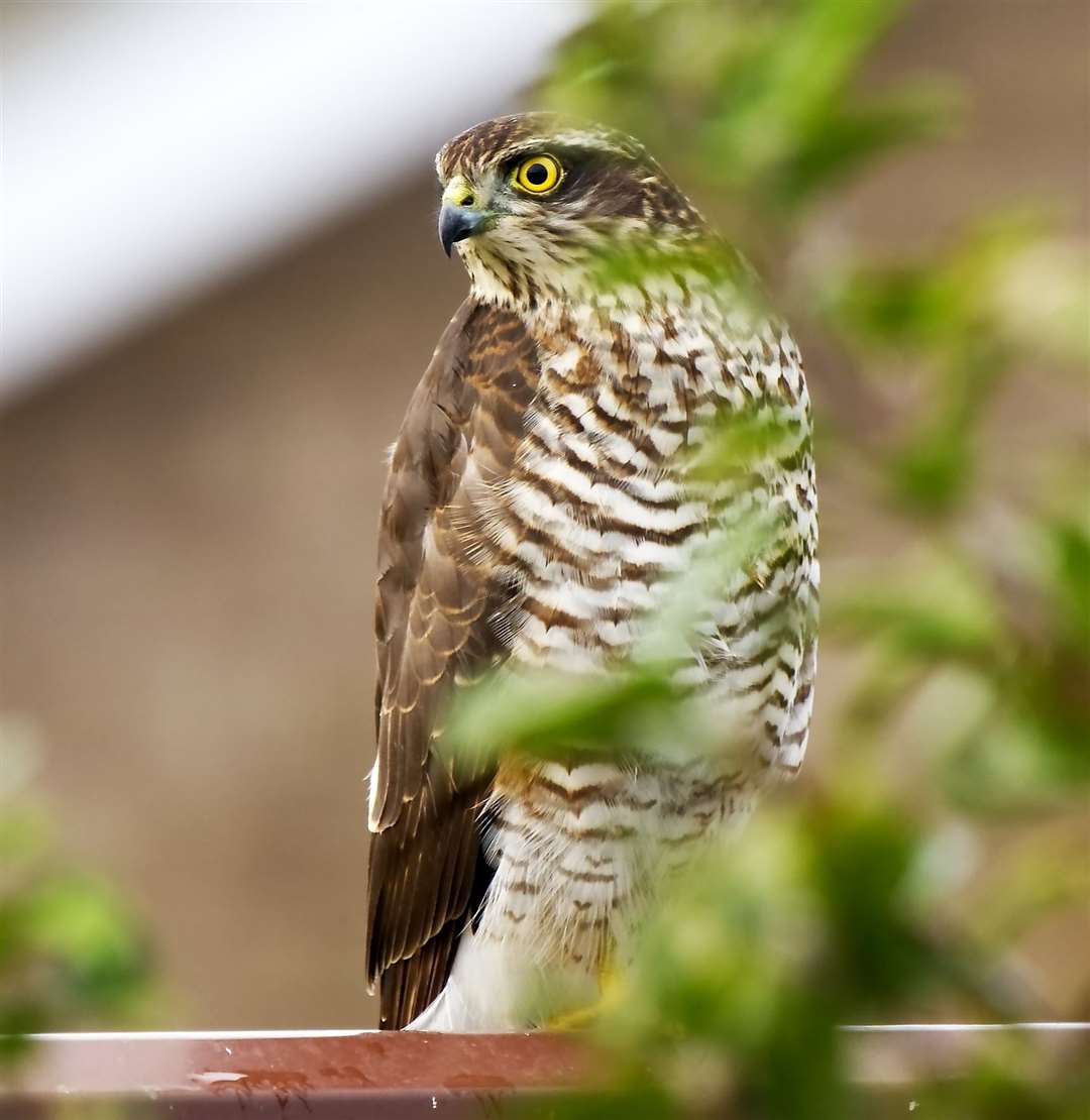 March reader Tony Wayman's photo of a Sparrow Hawk.