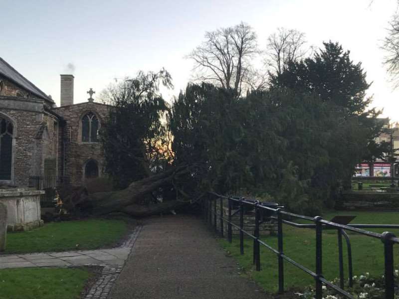 Xyanthe Lambert posted this picture of the fallen tree in St Peter's Church Gardens on Facebook.