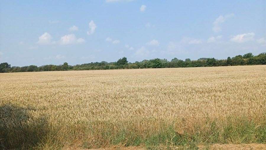 Car Dyke Farm Landbeach.Photo: Cambs County Council. (61694328)