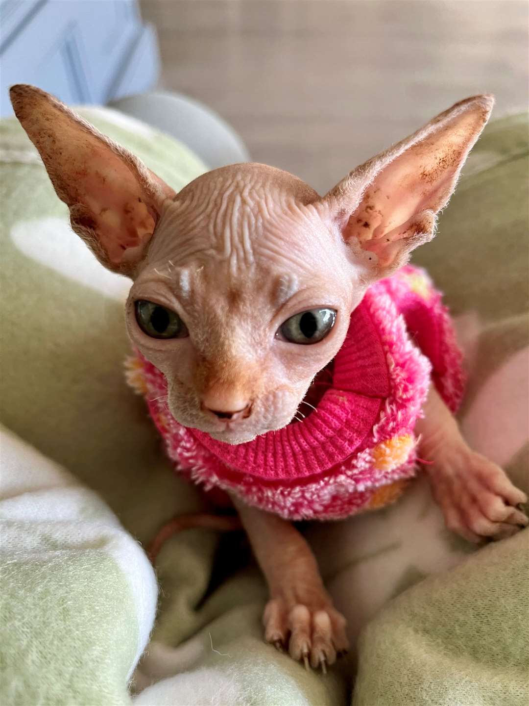 Dobby needs ongoing medical care and may need an MRI scan to determine what's best for him