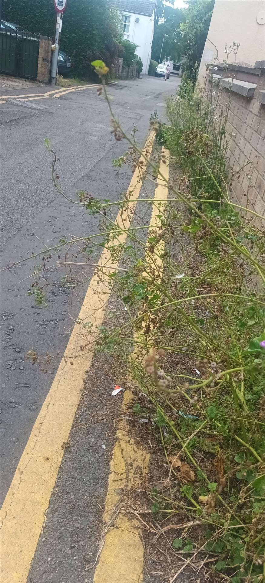 Weeds growing along Robingoodfellows Lane in March.