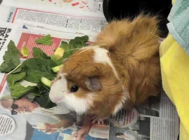 Mowgli needs a home with some girl companions.