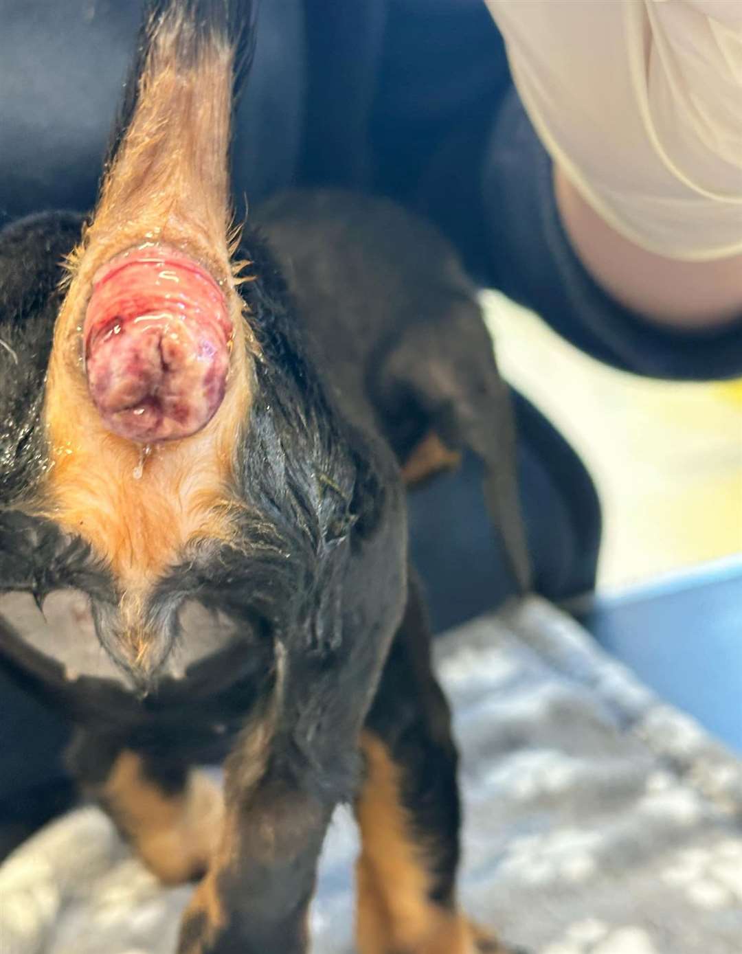 Bonnie has a rectal prolapse which is starting to die. Picture: Ravenswood Pet Rescue