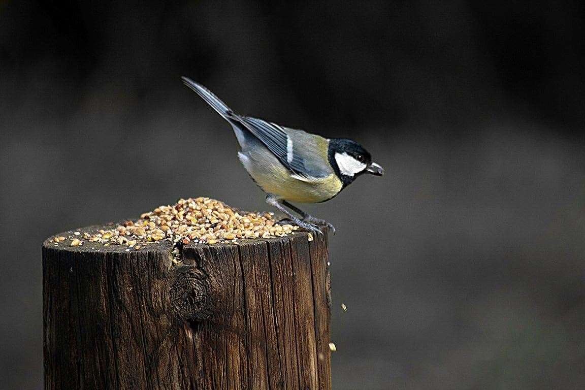 John Dodd took this picture at Gault Wood in March. (41857379)