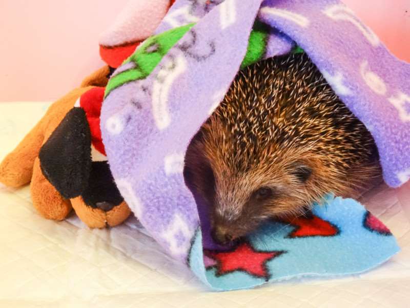 Spooky is doing OK at the hedgehog rescue but is still quite traumatised by his ordeal.