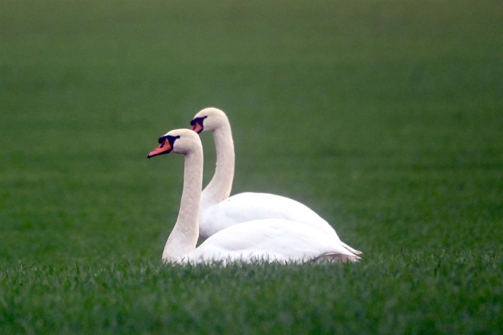 Leigh Marshall Welney Wetland Centre ManagerSwans