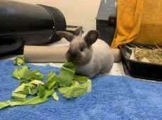 Willow is one of a number of rabbits that need a new home.