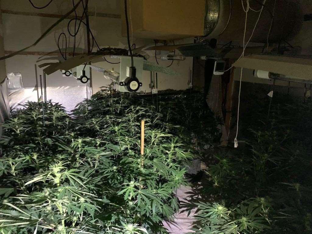 Cannabis factory found at scene of reported burglary in Wisbech. (42850428)