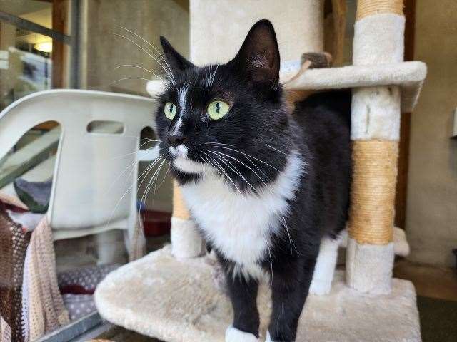 Fenton has been waiting at Block Fen for over a year for his forever home