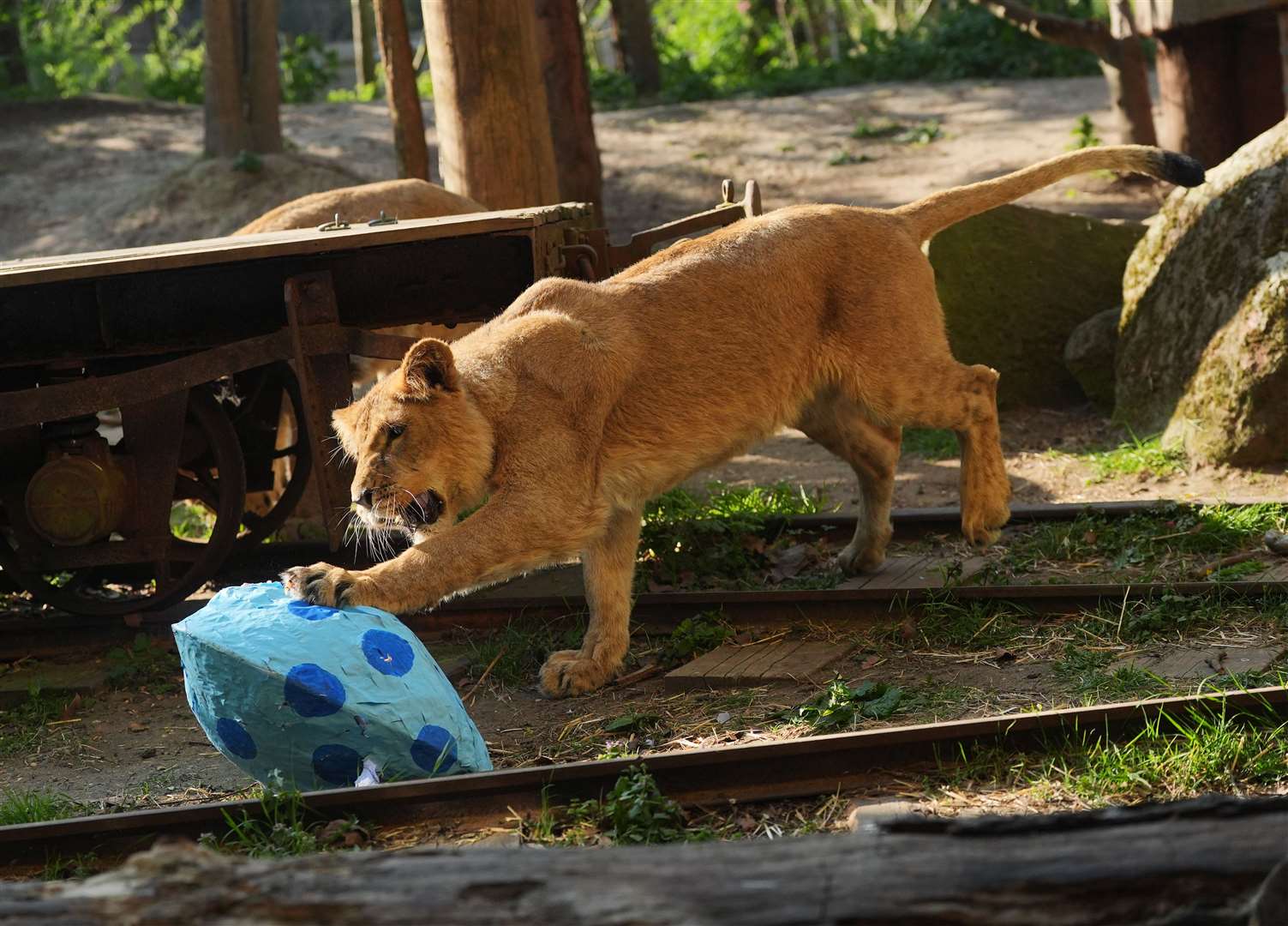 An Asiatic lion plays with a papier-mache Easter egg at London Zoo (Yui Mok/PA)
