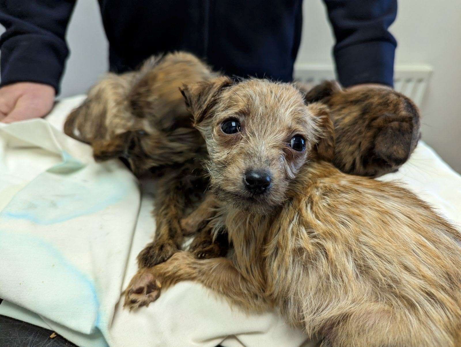 Three puppies were found abandoned in Peterborough. The young pups, were thought to be only around seven weeks old.