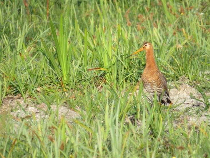 Black-tailed Godwits have been given a helping hand, with eggs hatched and chicks reared in captivity by WWT staff, going on, after release, to raise young of their own in the wild. Picture: Stock image