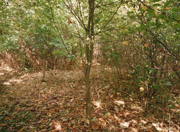The copse in Peterborough where the body of six-year-old Rikki Neave was found in November 1994 (Alan Water/PA) (55175792)