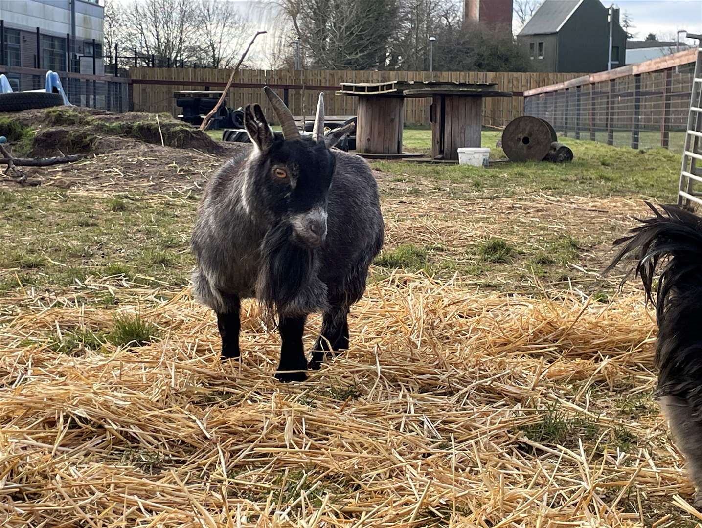 Rodney the goat. Picture: Leah Levett