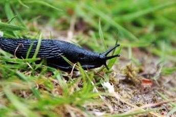 Slug pellets containing metaldehyde cannot be used anymore. Image: Stock photo.