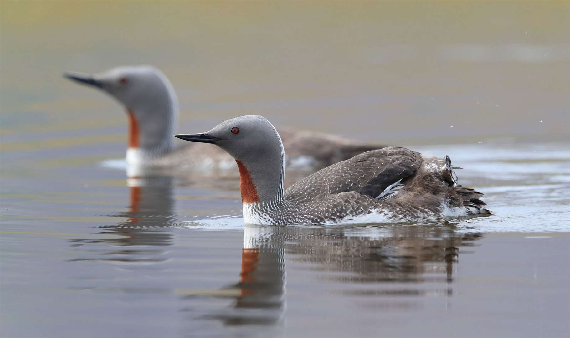 A red-throated diver is one of the species of birds which use The Wash Photo: iStock/Frank Fichtmüller