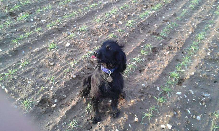 Emma and Tim Matkin are putting out an appeal to find Max the Cocker Spaniel who disappeared with Ruby on February 5